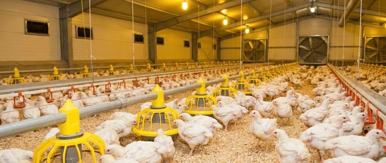 Broiler flock in a modern broiler house
